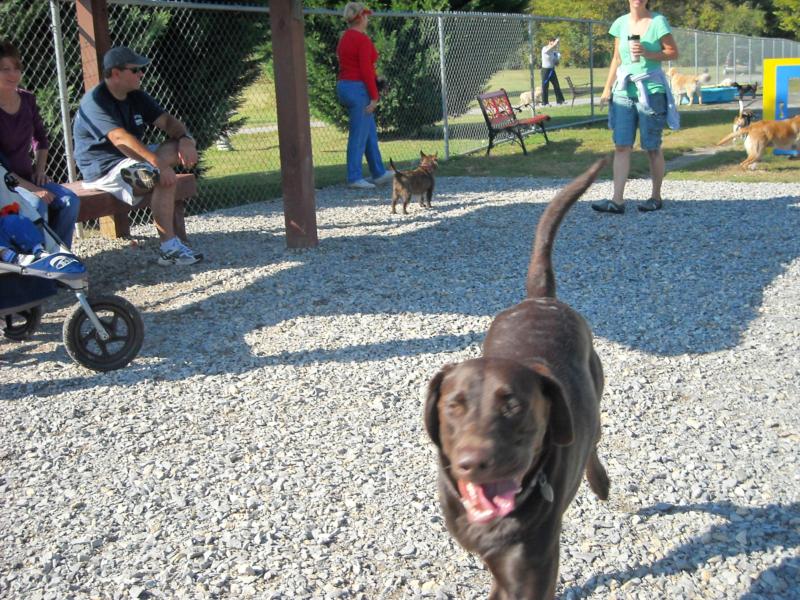 lulu at the dog park