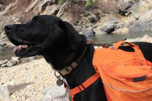 labrador with dog pack