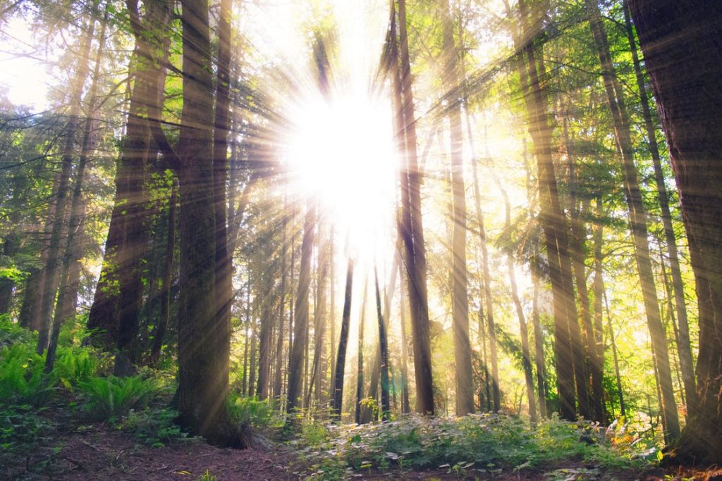 sun shining through trees