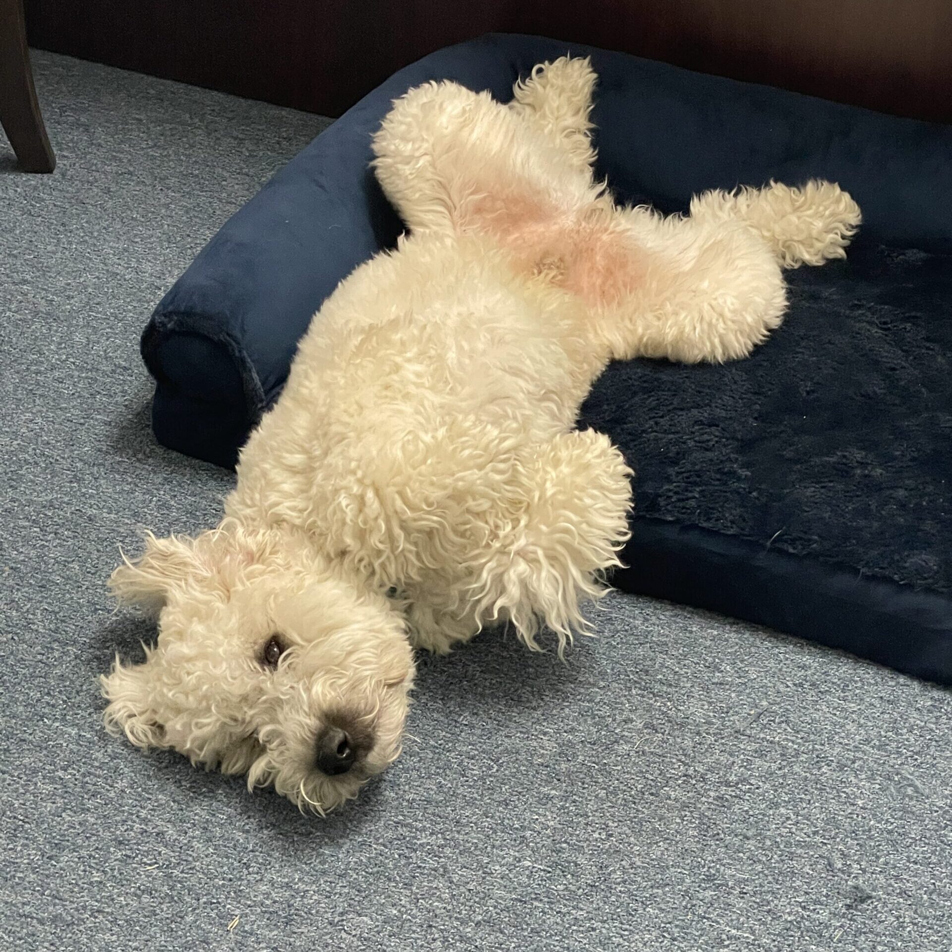 dog preparing for move to new home