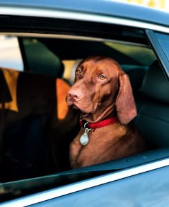 moving with pets dog in car