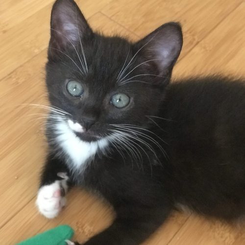 kitten playing with toy