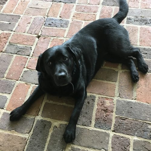 moving with pets black dog outside on brick patio